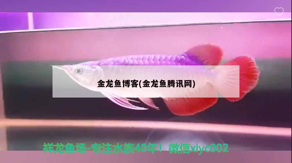 金龙鱼博客(金龙鱼腾讯网)