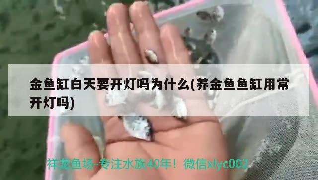 金鱼缸白天要开灯吗为什么(养金鱼鱼缸用常开灯吗) 大湖红龙鱼