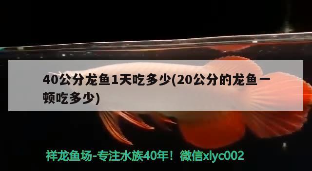 40公分龙鱼1天吃多少(20公分的龙鱼一顿吃多少) 三间鼠鱼