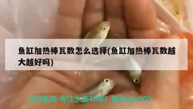 鱼缸加热棒瓦数怎么选择(鱼缸加热棒瓦数越大越好吗) 黄鳍鲳鱼