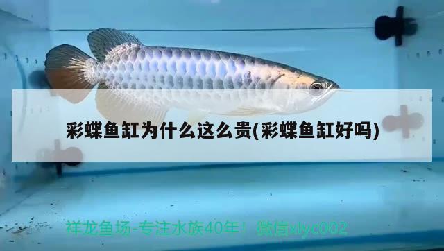 彩蝶鱼缸为什么这么贵(彩蝶鱼缸好吗) 水族用品