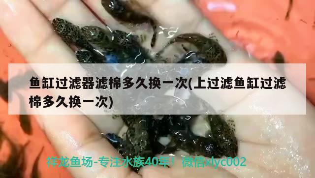 鱼缸过滤器滤棉多久换一次(上过滤鱼缸过滤棉多久换一次) 广州观赏鱼批发市场
