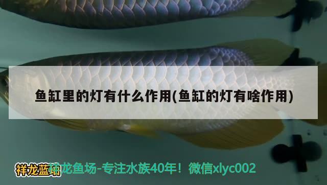 50公分的鱼缸可以养几条锦鲤呢：50公分的鱼缸可以养几条锦鲤呢图片