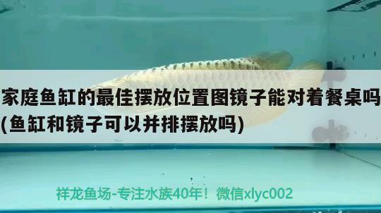 家庭鱼缸的最佳摆放位置图镜子能对着餐桌吗(鱼缸和镜子可以并排摆放吗) 羽毛刀鱼苗