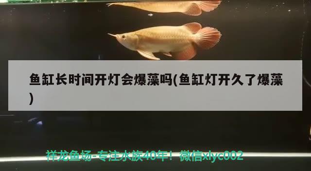 鱼缸长时间开灯会爆藻吗(鱼缸灯开久了爆藻) 白子黄化银龙鱼