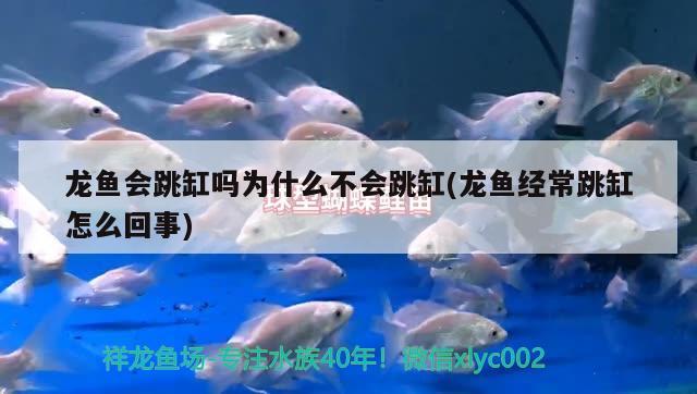 永恒水族鱼缸安装视频(鱼缸恒温机安装视频) 野彩鱼