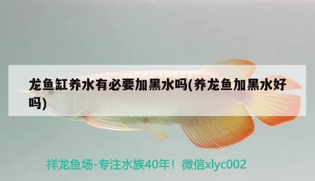 龙鱼缸养水有必要加黑水吗(养龙鱼加黑水好吗) 广州水族批发市场