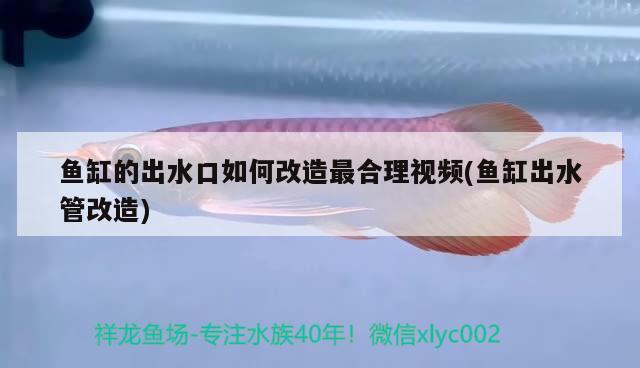 鱼缸的出水口如何改造最合理视频(鱼缸出水管改造) 黑影道人鱼