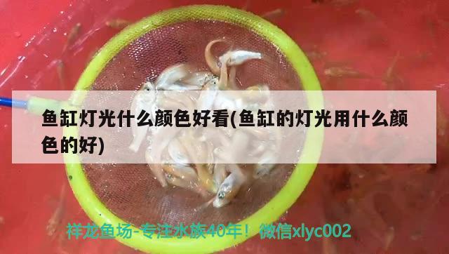 鱼缸灯光什么颜色好看(鱼缸的灯光用什么颜色的好)