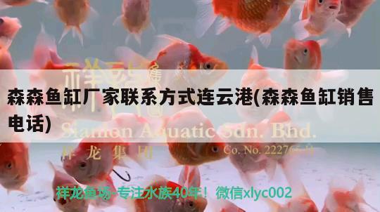 菠萝鱼能和银龙鱼混养嘛（菠萝鱼能和银龙鱼混养嘛视频） 银龙鱼 第2张