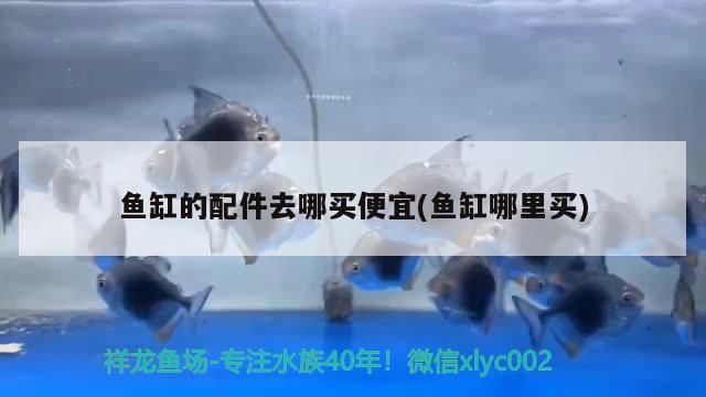 鱼缸的配件去哪买便宜(鱼缸哪里买) 鱼缸等水族设备