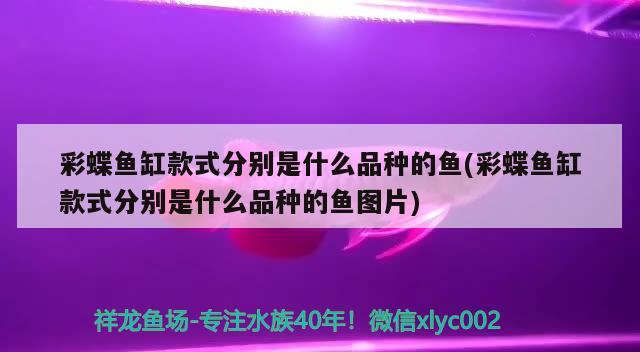 彩蝶鱼缸款式分别是什么品种的鱼(彩蝶鱼缸款式分别是什么品种的鱼图片)