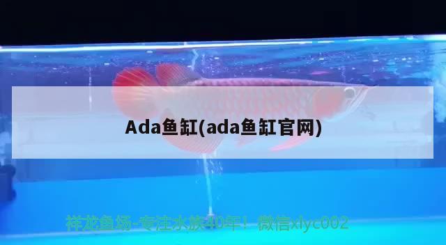 Ada鱼缸(ada鱼缸官网) 柠檬鲫