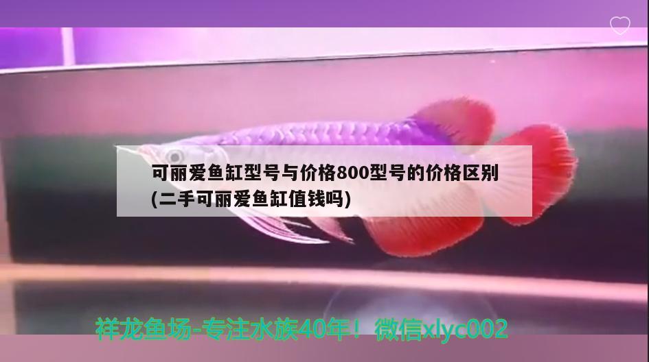 花鲢鱼苗价格（ 花鲢鱼苗价格表图片） 星座运势