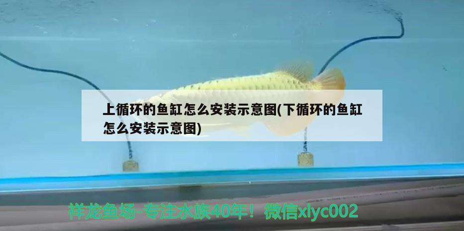 什么样的红龙鱼最好养活一些图片（哪种红龙最红） 稀有红龙品种 第1张