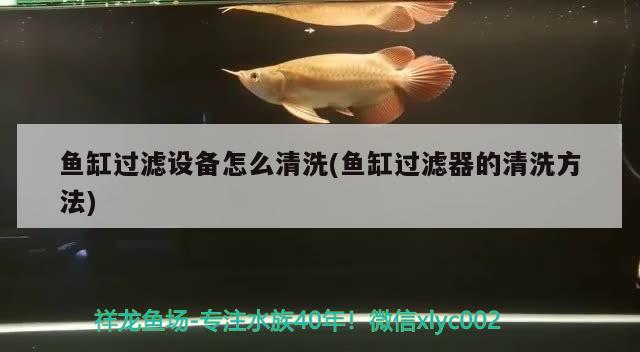 鱼缸过滤设备怎么清洗(鱼缸过滤器的清洗方法)