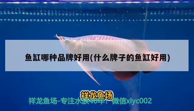 金龙鱼用黄灯是什么效果（金龙鱼用黄灯是什么效果） 水族灯（鱼缸灯） 第1张