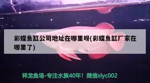 彩蝶鱼缸公司地址在哪里呀(彩蝶鱼缸厂家在哪里了) 祥龙鱼场品牌产品