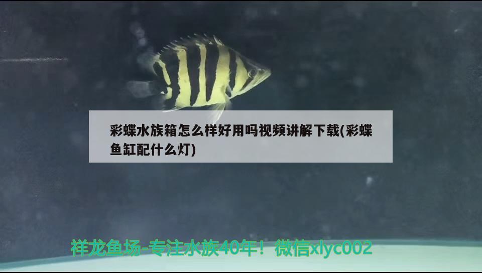 彩蝶水族箱怎么样好用吗视频讲解下载(彩蝶鱼缸配什么灯) 鱼缸/水族箱