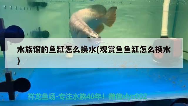 九纹龙剪径赤松林 鲁智深火烧瓦罐寺读后感50字：九纹龙剪径赤松林鲁智深火烧瓦罐寺的好词好句 观赏鱼 第2张