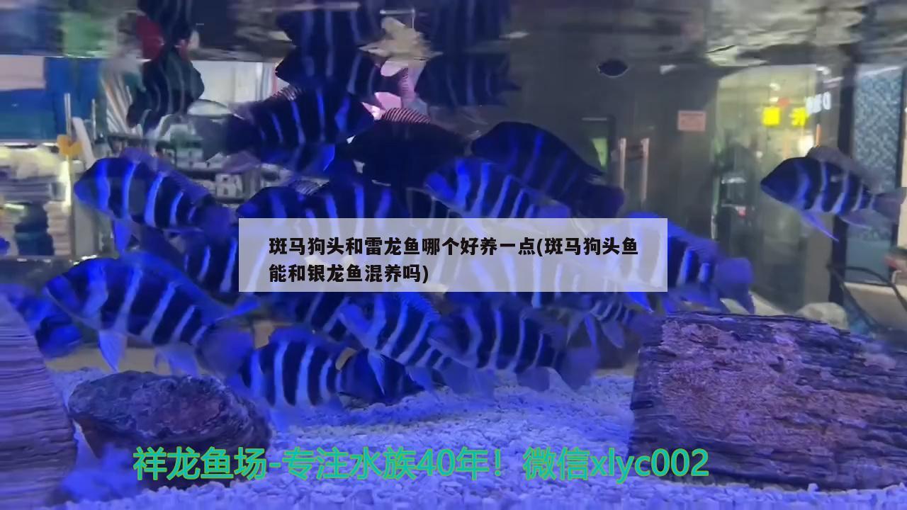 斑马狗头和雷龙鱼哪个好养一点(斑马狗头鱼能和银龙鱼混养吗)