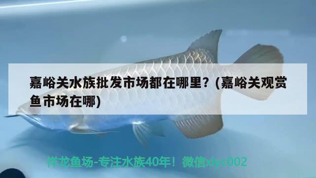 嘉峪关水族批发市场都在哪里？(嘉峪关观赏鱼市场在哪) 观赏鱼市场（混养鱼）