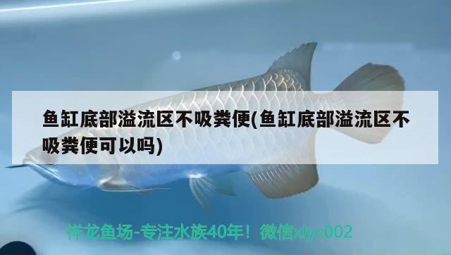 鱼缸底部溢流区不吸粪便(鱼缸底部溢流区不吸粪便可以吗) 肥料