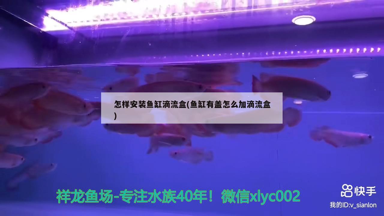 怎样安装鱼缸滴流盒(鱼缸有盖怎么加滴流盒) 萨伊蓝鱼