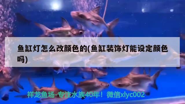 鱼缸灯怎么改颜色的(鱼缸装饰灯能设定颜色吗) 金龙福龙鱼