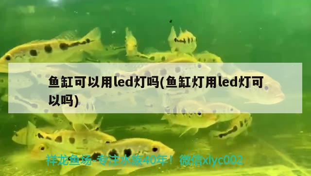 鱼缸可以用led灯吗(鱼缸灯用led灯可以吗) 照明器材