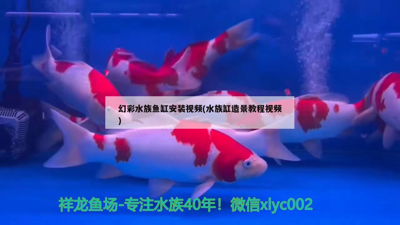 幻彩水族鱼缸安装视频(水族缸造景教程视频)