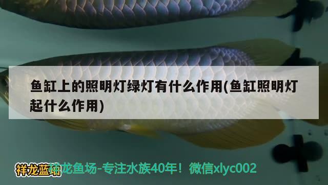 鱼缸上的照明灯绿灯有什么作用(鱼缸照明灯起什么作用) 黄金眼镜蛇雷龙鱼 第2张