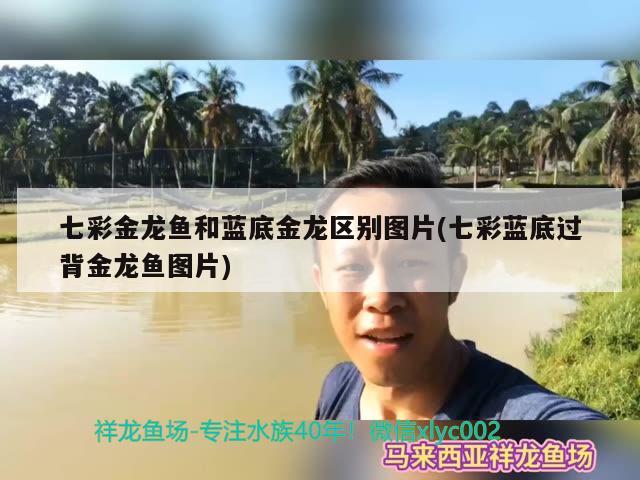 七彩金龙鱼和蓝底金龙区别图片(七彩蓝底过背金龙鱼图片) 过背金龙鱼