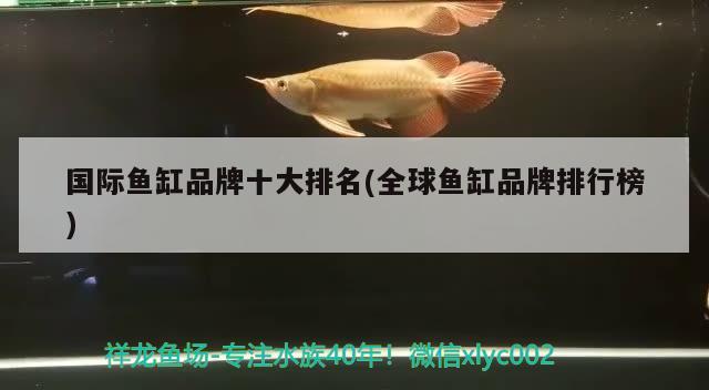 国际鱼缸品牌十大排名(全球鱼缸品牌排行榜) 麦肯斯银版鱼