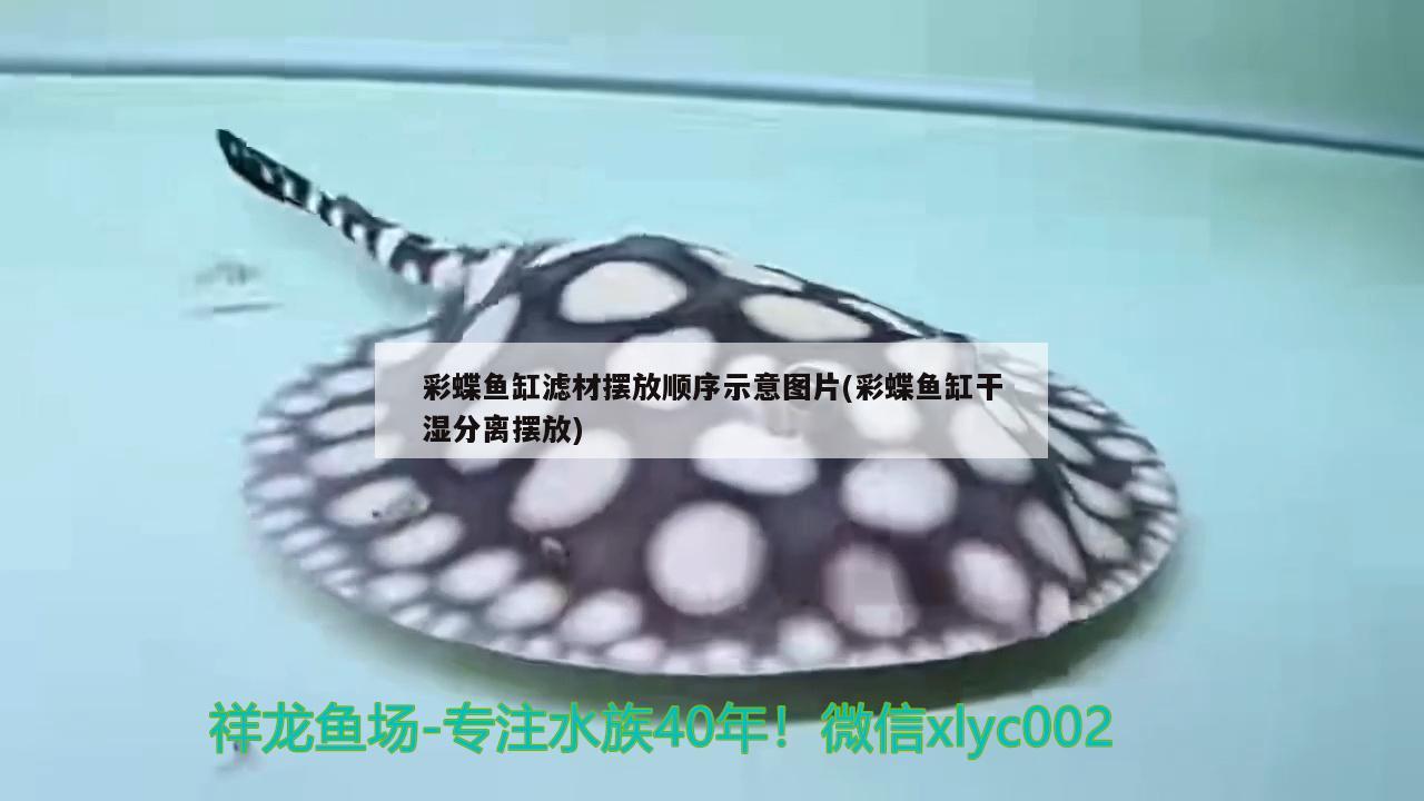 彩蝶鱼缸滤材摆放顺序示意图片(彩蝶鱼缸干湿分离摆放) 白子银龙鱼苗