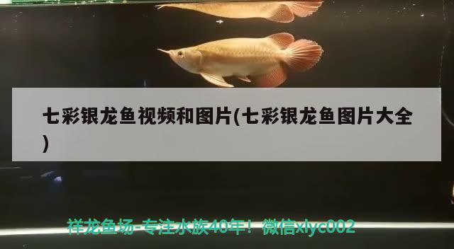 七彩银龙鱼视频和图片(七彩银龙鱼图片大全)