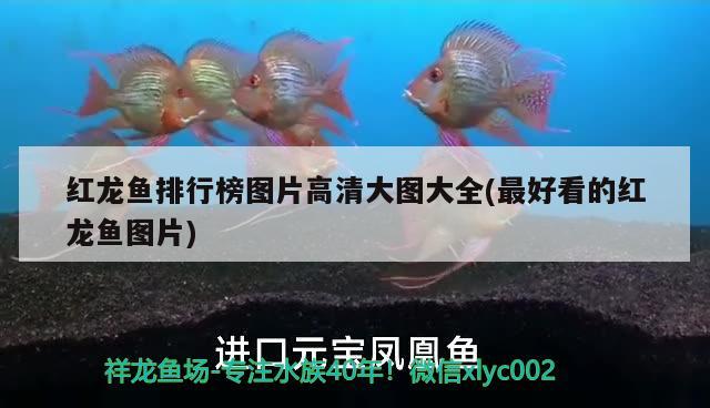 红龙鱼排行榜图片高清大图大全(最好看的红龙鱼图片) 龙凤鲤鱼