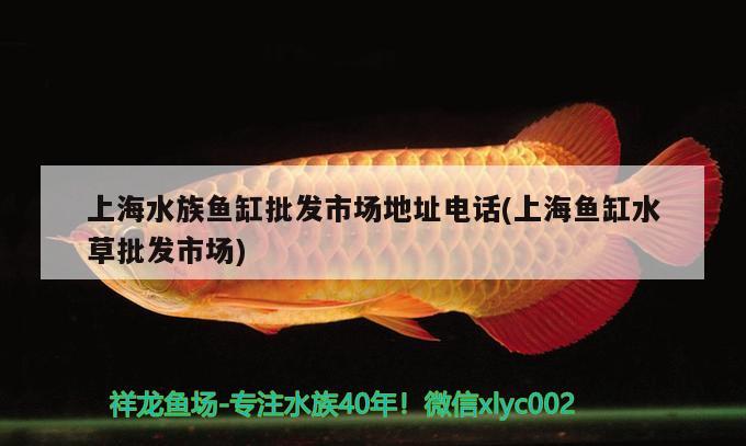 上海水族鱼缸批发市场地址电话(上海鱼缸水草批发市场) 水草