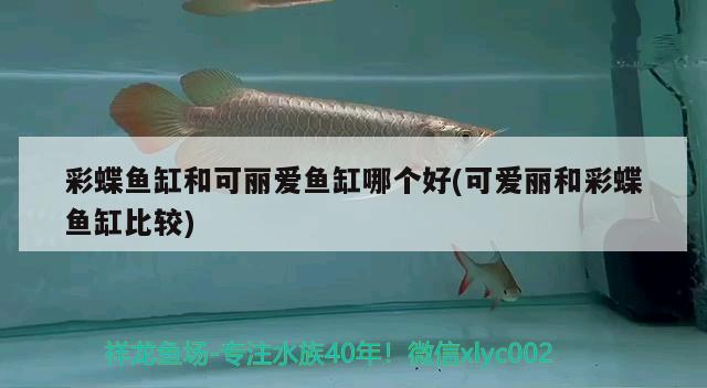 泰国金鱼缸服务内容（泰国金鱼缸啥意思） 泰国虎鱼（泰虎） 第2张