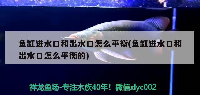 玉林水族批发市场地址电话（一年级yu的字）