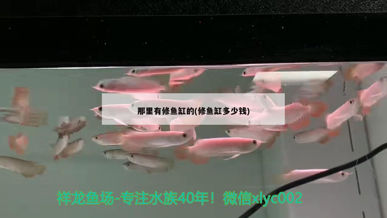 那里有修鱼缸的(修鱼缸多少钱) 蓝帆三间鱼