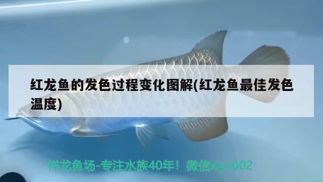 红龙鱼的发色过程变化图解(红龙鱼最佳发色温度) 祥龙鱼场品牌产品