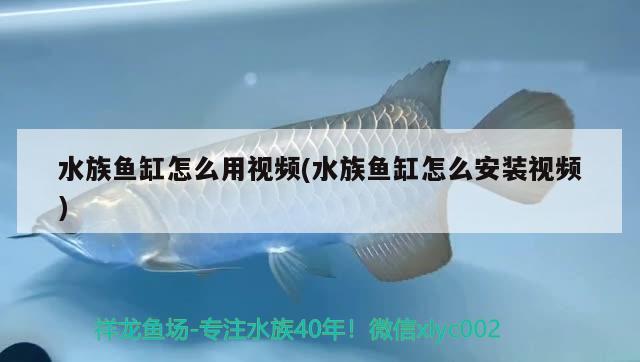 水族鱼缸怎么用视频(水族鱼缸怎么安装视频) 观赏鱼百科 第2张