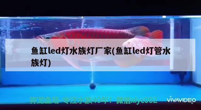 鱼缸led灯水族灯厂家(鱼缸led灯管水族灯) 虎纹银版鱼