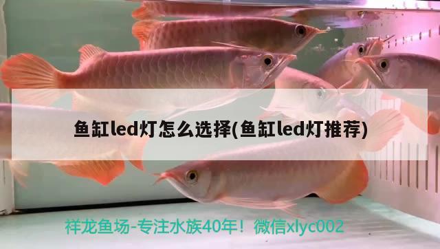 鱼缸led灯怎么选择(鱼缸led灯推荐)