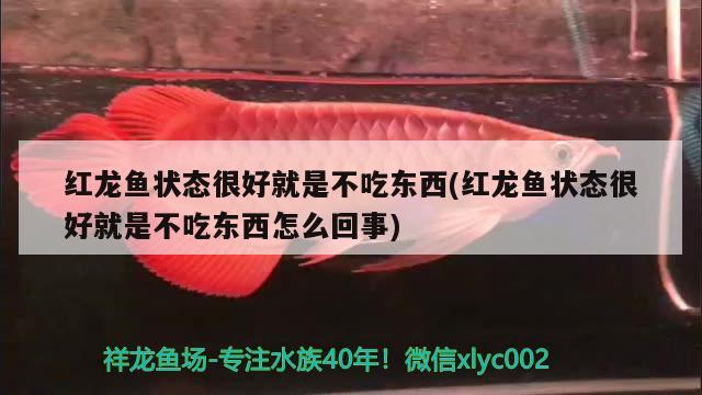 红龙鱼状态很好就是不吃东西(红龙鱼状态很好就是不吃东西怎么回事) 申古三间鱼