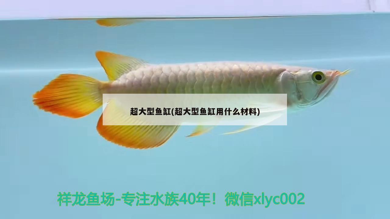 超大型鱼缸(超大型鱼缸用什么材料)