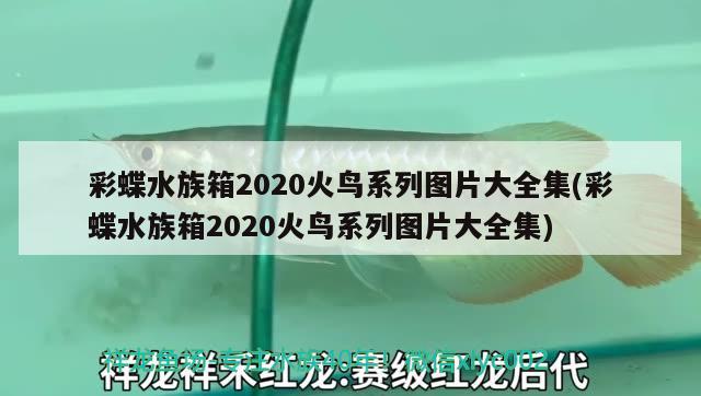 彩蝶水族箱2020火鸟系列图片大全集(彩蝶水族箱2020火鸟系列图片大全集)