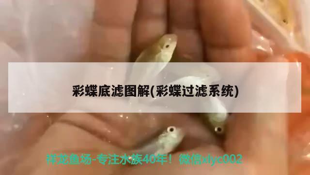 为什么龙鱼会撞缸而死的原因（胆小龙鱼受惊吓撞缸） 萨伊蓝鱼 第1张