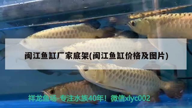 闽江鱼缸厂家底架(闽江鱼缸价格及图片) 祥龙水族滤材/器材